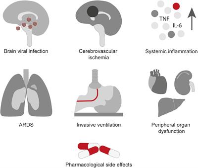 Frontiers | Cognitive And Neuropsychiatric Manifestations Of COVID-19 ...